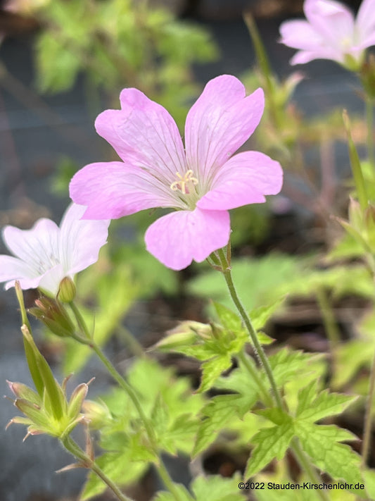 Geranium x oxonianum 'Rebecca Moss'