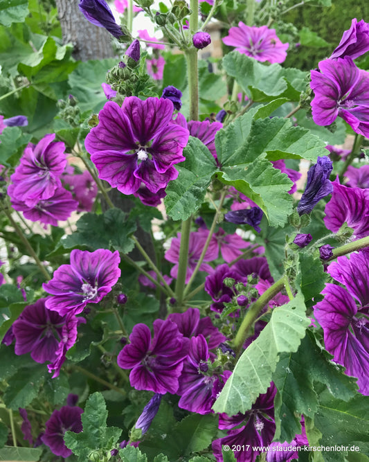 Malva sylvestris var. mauritiana