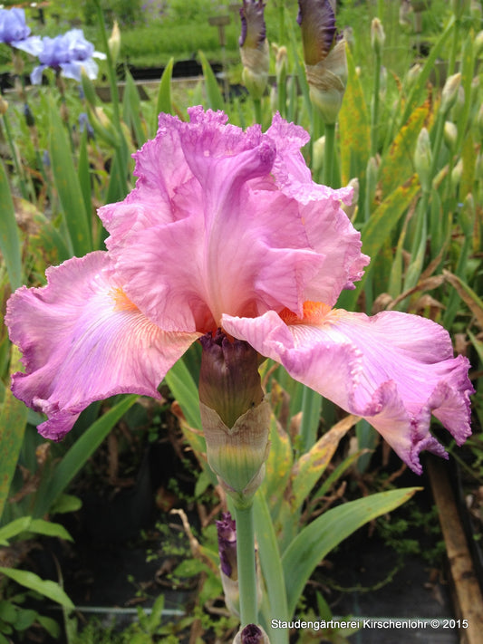 Iris barbata-elatior 'Nuit de Noces'