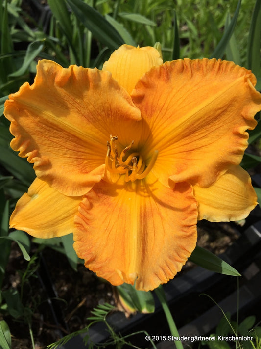 Hemerocallis 'Orange Nassau'