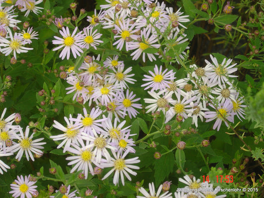 Aster ageratoides 'Asran'
