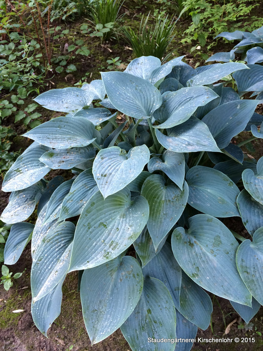 Hosta 'Halcyon'