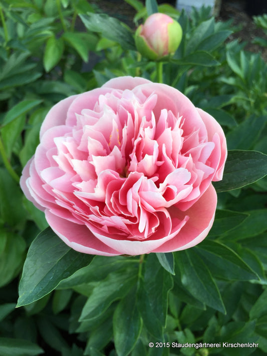 Paeonia 'Etched Salmon'