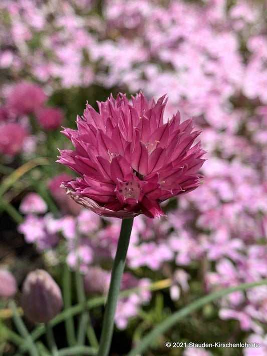 Allium schoenoprasum 'Forescate'