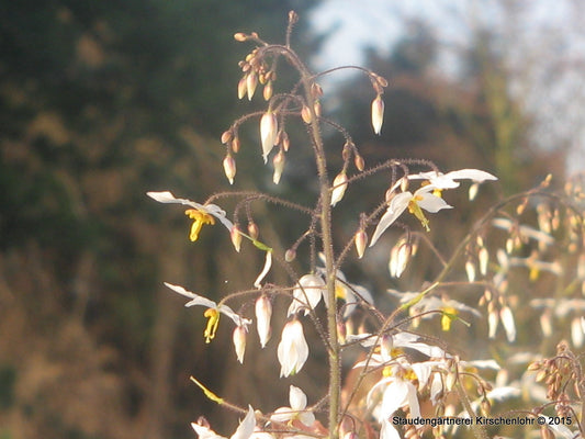 Epimedium stellulatum 'Wudang Star' L1109