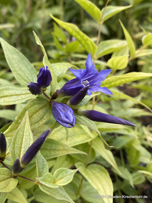 Gentiana asclepiadea