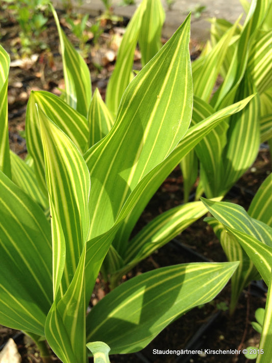 Convallaria majalis 'Albostriata'