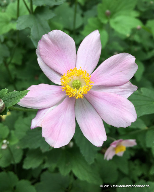 Anemone (Autumn Elegans Group) 'Serenade'