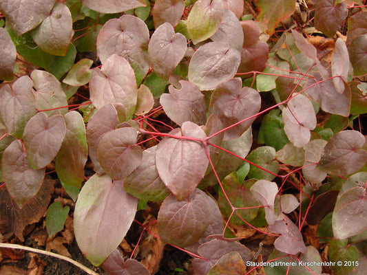 Epimedium 'Black Sea'