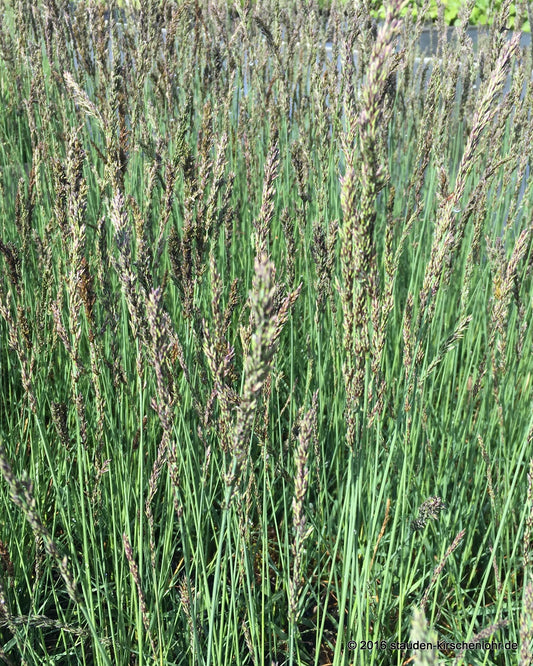 Molinia caerulea 'Dauerstrahl'
