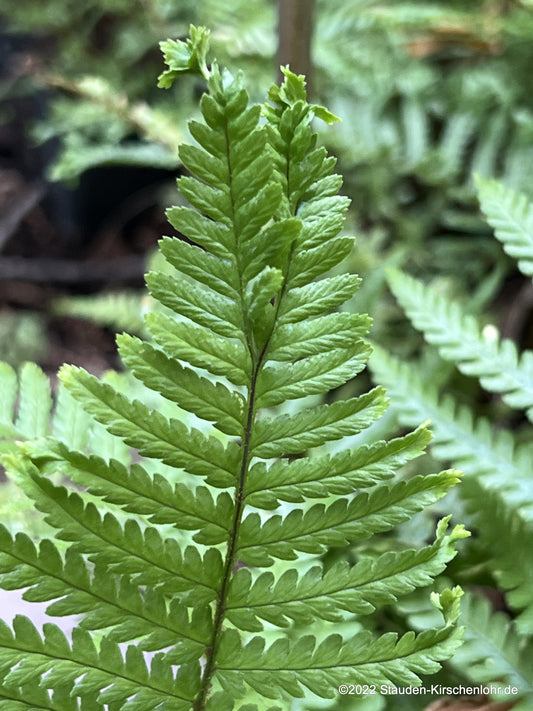 Dryopteris filix-mas 'Furcans'