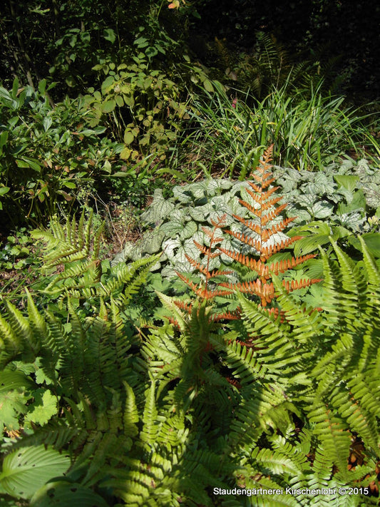 Dryopteris erythrosora