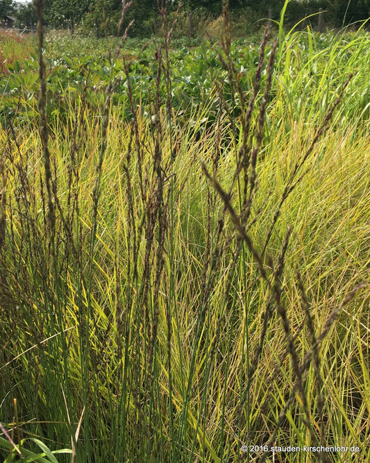 Molinia caerulea 'Aha-Erlebnis' JS  ®