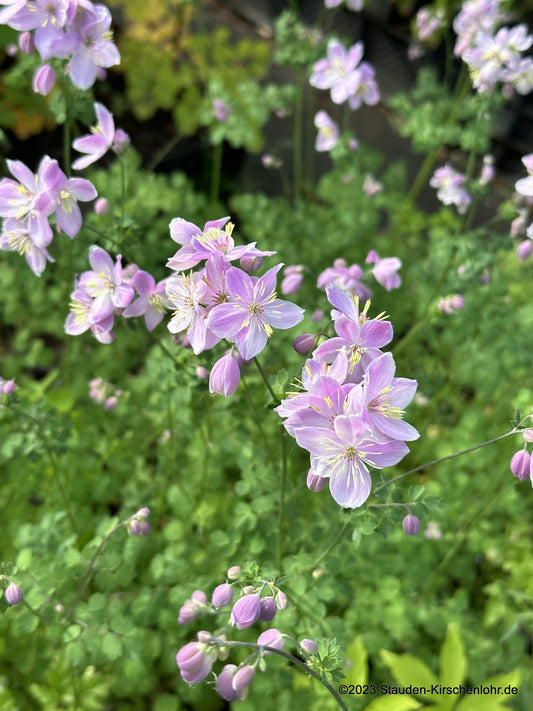 Thalictrum 'Chantilly Lace' ®