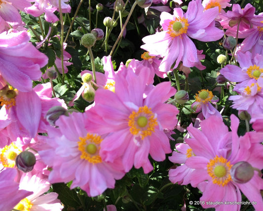 Anemone (Autumn Double Group) 'Pret. Lady Emily' ®