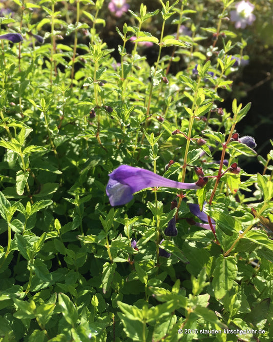 Scutellaria scordiifolia