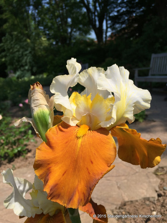 Iris barbata-elatior 'Fall Fiesta'