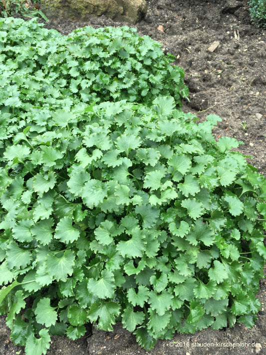 Campanula 'Birch Hybrid'