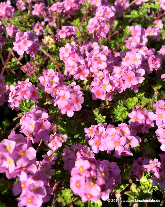 Androsace sempervivoides