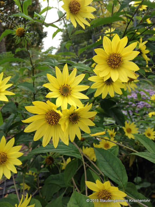 Helianthus microcephalus