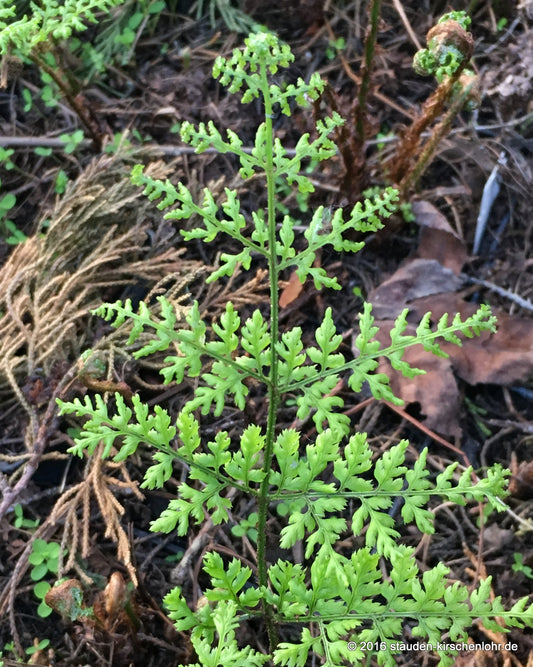 Dryopteris dilatata 'Lepidota Crispa'