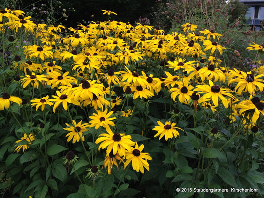Rudbeckia subtomentosa 'Loofahsa Weaten Gold'