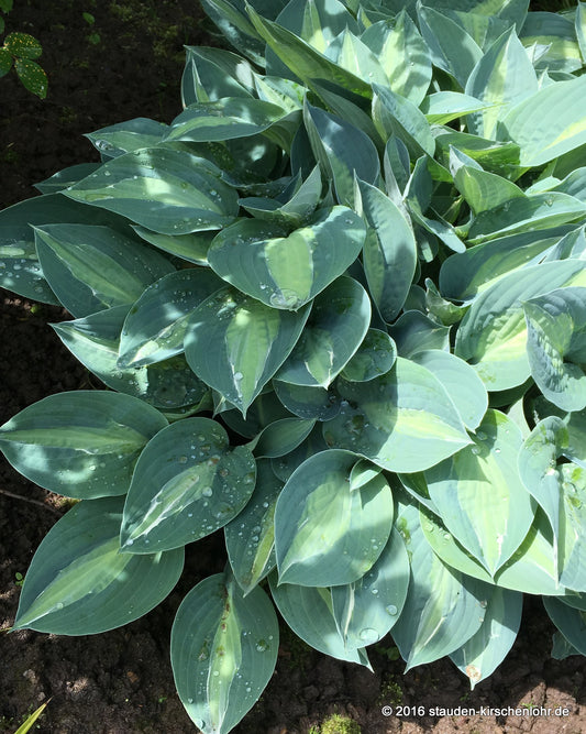 Hosta 'Kiwi Full Monty'