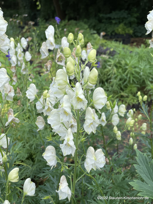 Aconitum napellus subsp. napellus 'Album'