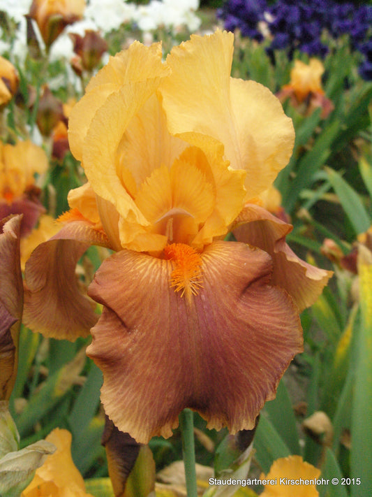 Iris barbata-elatior 'Torero'