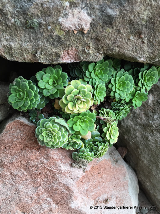 Saxifraga cuneifolia