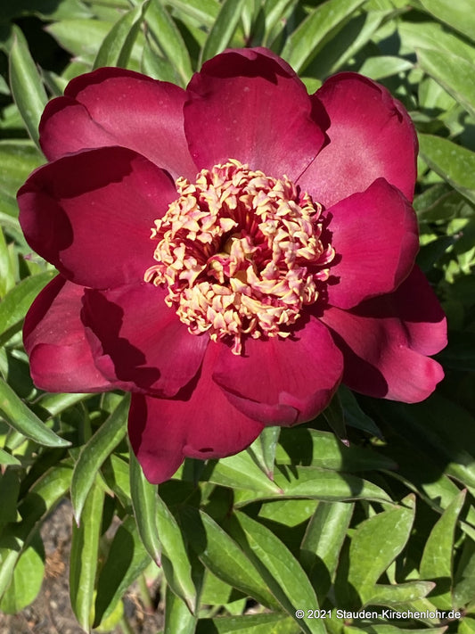 Paeonia 'Nippon Beauty'