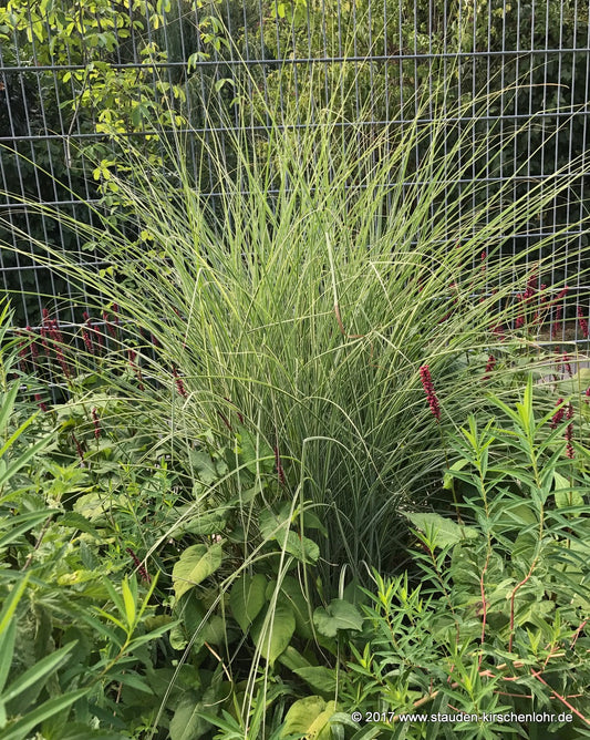 Miscanthus sinensis 'Morning Light'