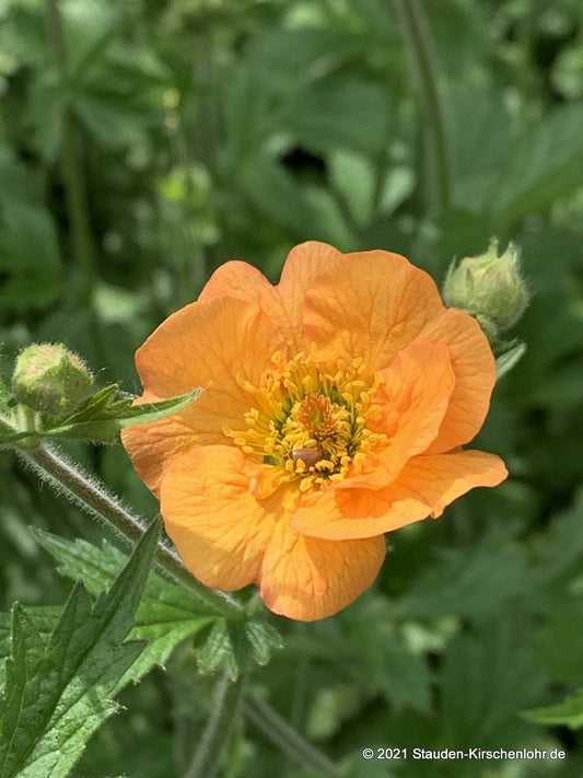 Geum 'Totally Tangerine' ®