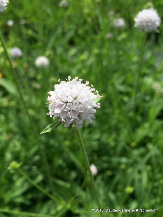Succisella inflexa 'Frosted Pearls'