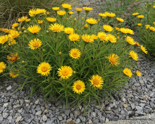 Inula ensifolia 'Compacta'