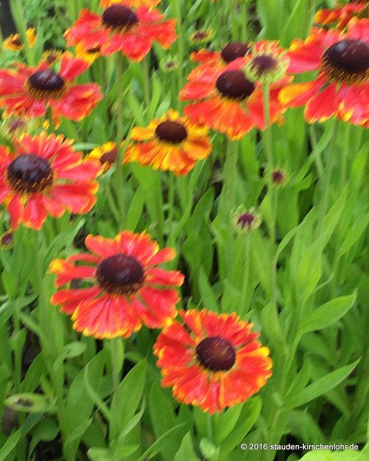 Helenium 'Mardi Gras' ®