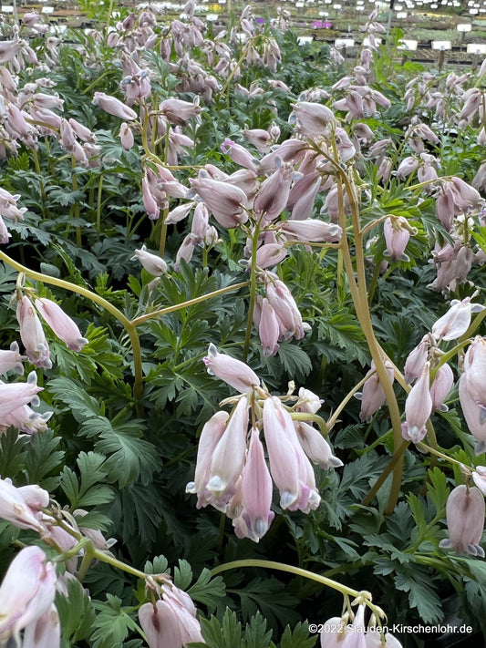 Dicentra 'Spring Magic' ®