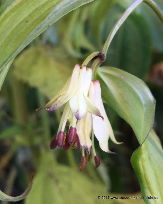 Disporum bodinieri 'Shina No Tsuki'
