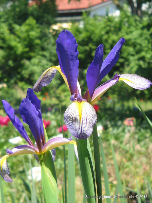 Iris spuria 'Premier'