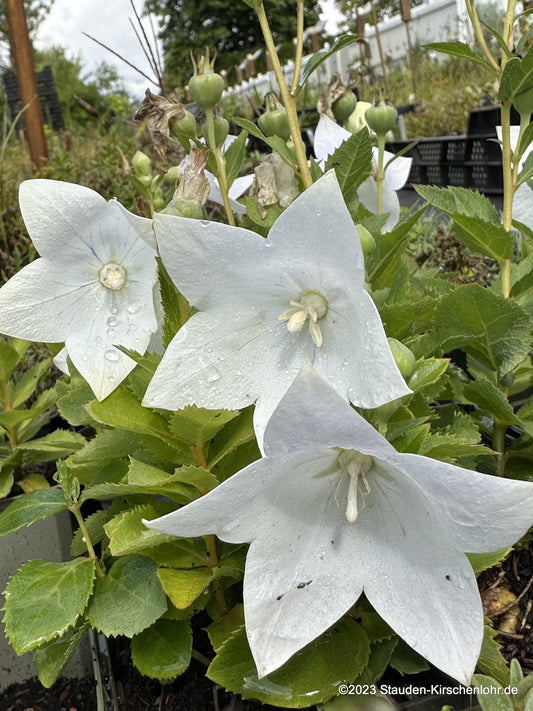 Platycodon grandiflorus 'Fuji White'