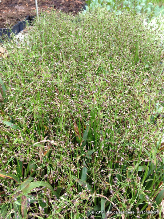 Luzula sieberi 'Schattenkind'