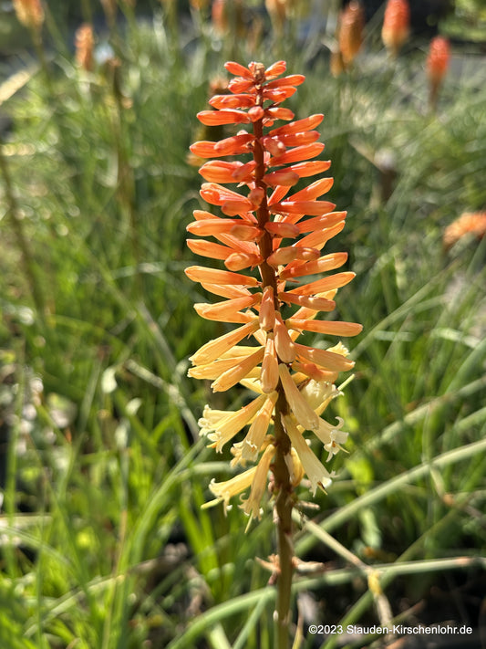 Kniphofia 'Tawny King'