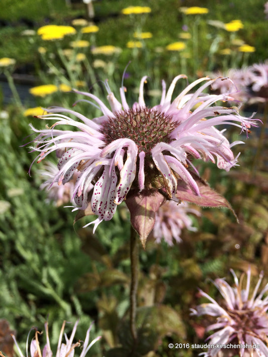 Monarda bradburiana 'Ozark'