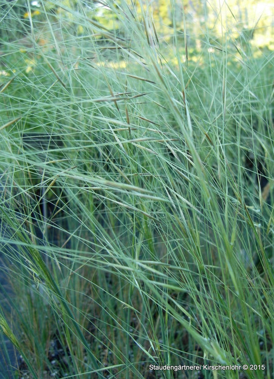 Stipa capillata