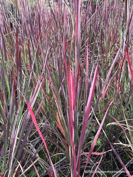 Schizachyrium scoparium 'Smoke Signal' ®