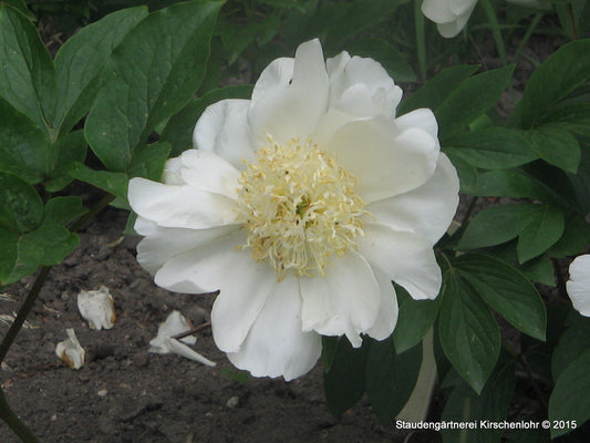 Paeonia 'Carrara'