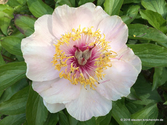 Paeonia 'Pink Angel'