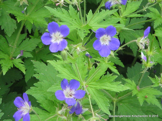 Geranium sylvaticum 'Amy Doncaster'