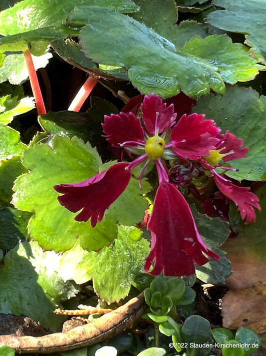 Saxifraga fortunei 'Beni Tsukasa'