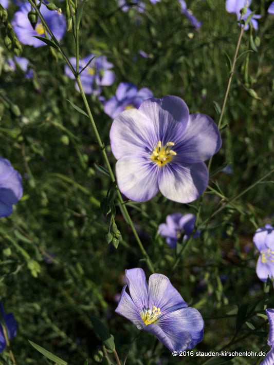 Linum perenne